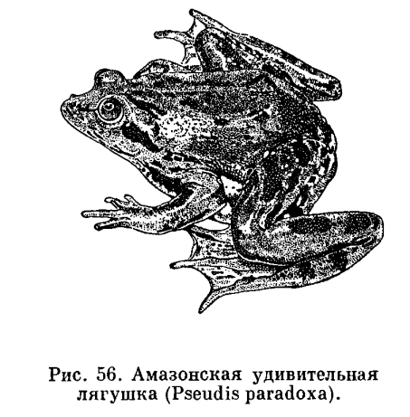 Семейство Жабы (Bufonidae)