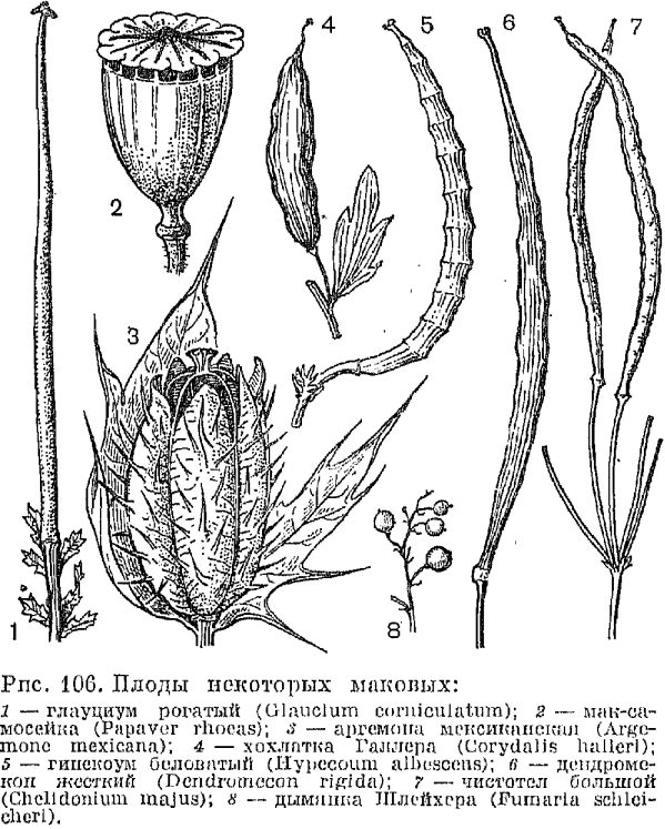 Семейство маковые (Papaveraceae)