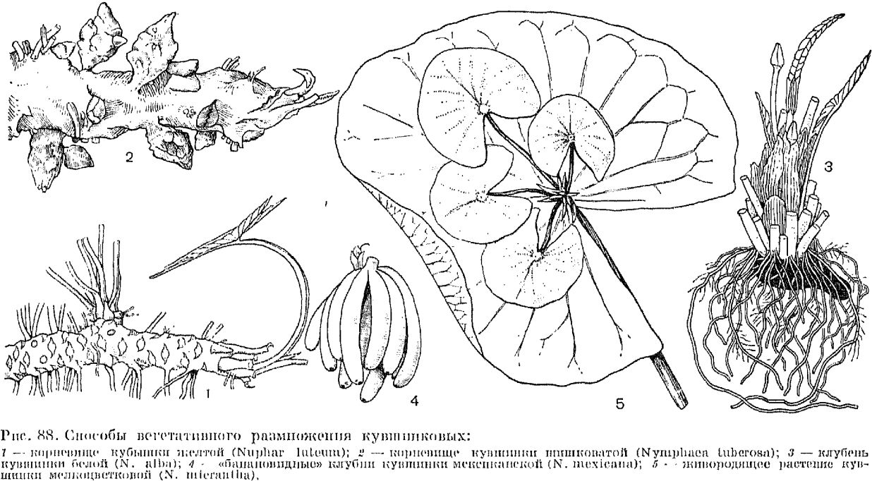 Семейство нимфейные или кувшинковые (Nymphaeaceae)