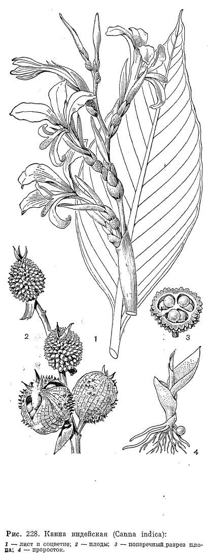 Семейство канновые (Cannaceae)