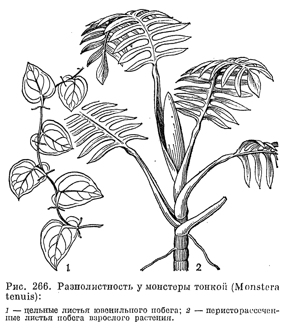 Семейство аронниковые (Araceae)
