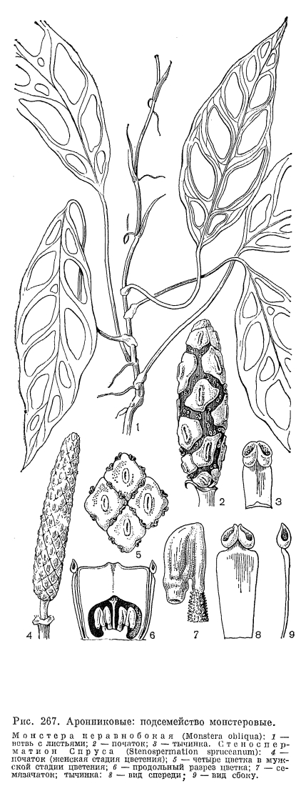 Семейство аронниковые (Araceae)