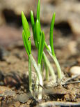Allium ursinum seedlings2.jpg
