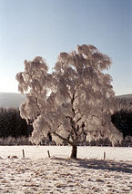 Sauerland-Winterimpression.jpg