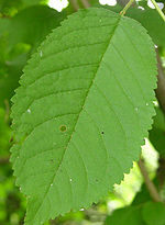 Wild Cherry Leaf 600.jpg