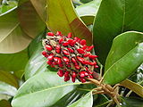 Magnolia grandiflora 2003.jpg