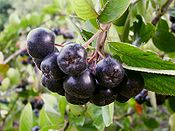 800px-Aronia melanocarpa.jpg