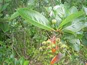 Green Aronia.jpg