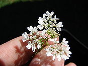 Starr 080731-9596 Coriandrum sativum.jpg
