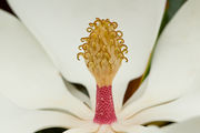 2007 06 29 magnolia25.jpg