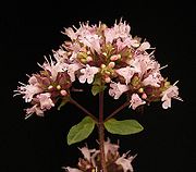 Origanum vulgare 05 ies.jpg