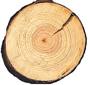 Pinus silvestris cross beentree.jpg