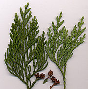 Thuja standishii.jpg