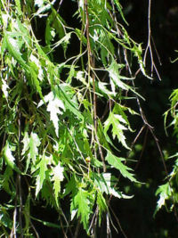 Betula verrucosa cross beentree.jpg