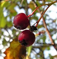 Crataegus sanguinea20090912 244.jpg