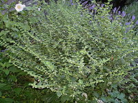 Mentha piperita 0.0 R.jpg