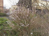 Prunus tomentosa3.jpg