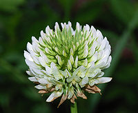 Trifolium March 2008-1.jpg