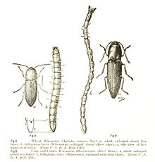 Agrypnus murinus larva head under Reitter with numbering.jpg