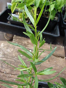 Starr 080117-2173 Artemisia dracunculus.jpg