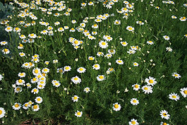 Anthemis nobilis prg 1.jpg