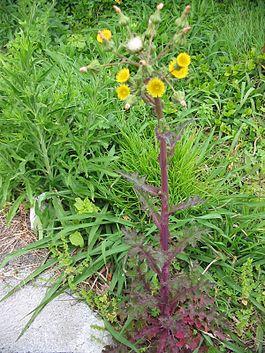 Sonchus oleraceus