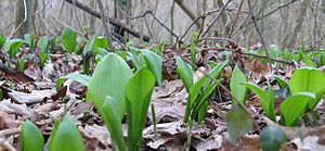 Allium ursinum ENBLA03.jpg