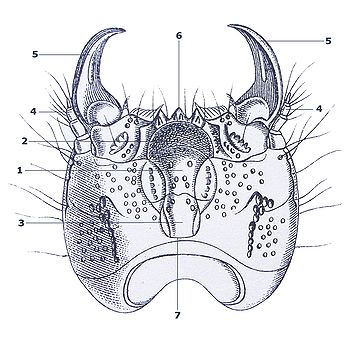 Agrypnus murinus larva head above Reitter with numbering.jpg