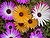Mesembryanthemum 0.2 R.jpg
