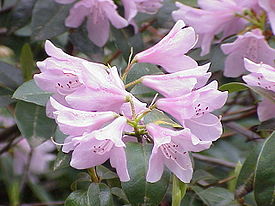 Rhododendron aechmophyllum0.jpg