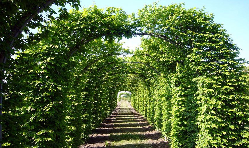 Зеленый коридор из арок