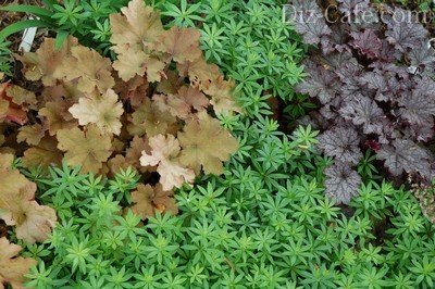 Декоративность листвы тенелюбивых растений
