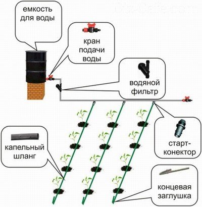 Схема расположения системы капельного полива в теплице