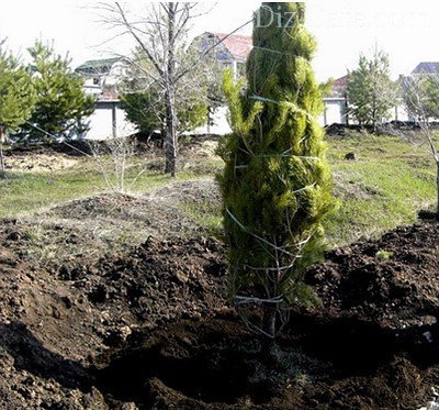 Посадка крупномера на новое место