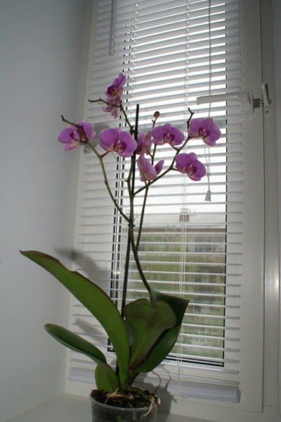 Орхидея на окне