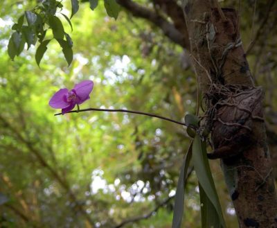 Орхидея в диком лесу