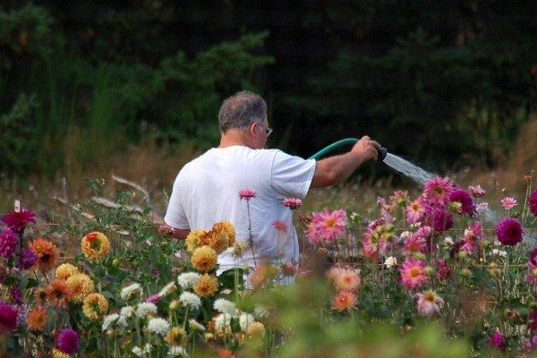 полив георгинов