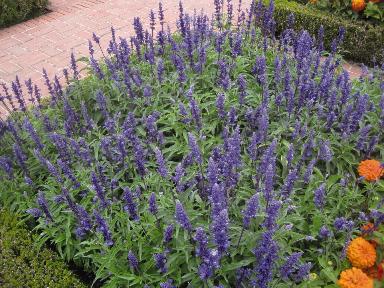 salvia_farinacea_1550147551_5c655fdfe90fb.jpg