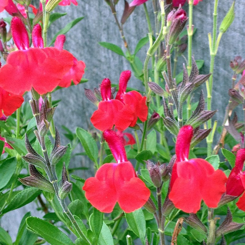 salvia_microphylla_1550145960_5c6559a886215.jpg