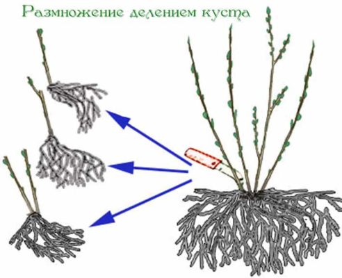 Деление куста крыжовника