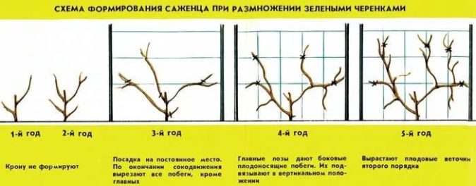 Размножение актинидии зелёными черенками