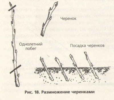 Черенкование