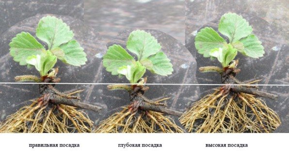Правильное положение саженца при посадке
