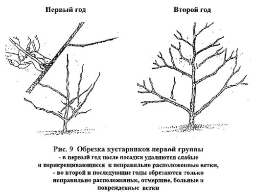 Кизил в форме куста