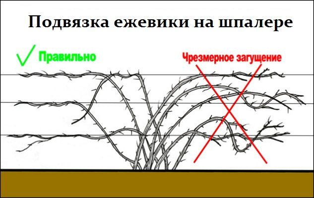 Шпалера для росяники