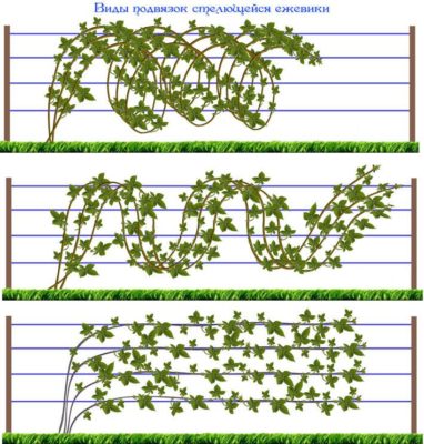 Виды подвязки побегов ежевики на шпалере