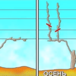 Второй год формирования куста винограда