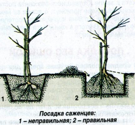 Пример правильного и неправильного расположения саженцев