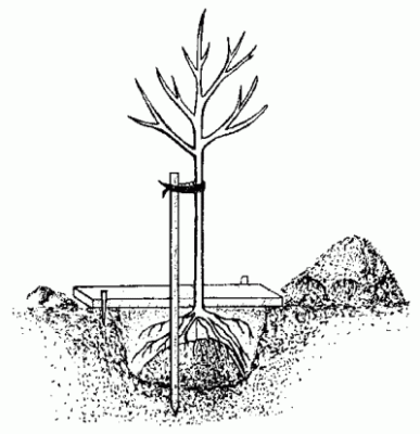 Правильное размещение корневой шейки саженца