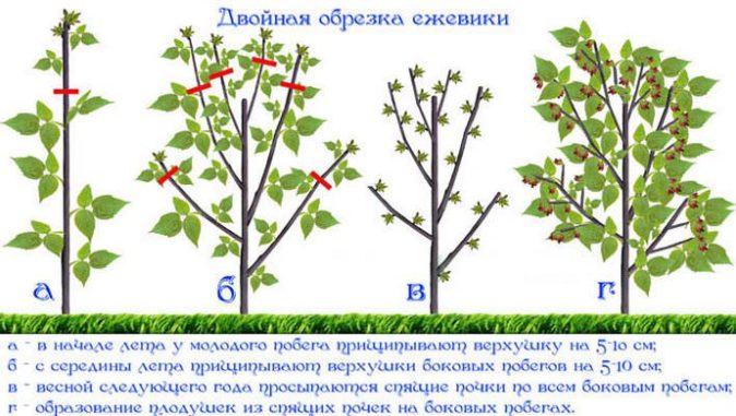 Двойная обрезка ежевики